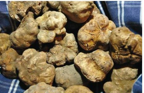 Salvaguardia e potenziamento delle tartufaie naturali già esistenti tartufo bianco pregiato